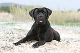 CANE CORSO 565